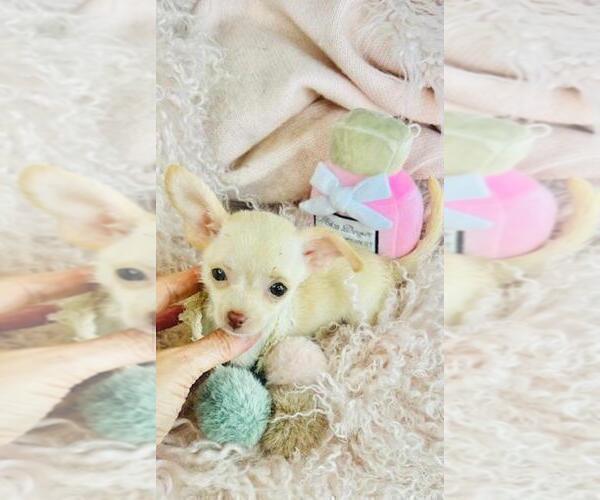 Medium Photo #21 Chihuahua Puppy For Sale in NAPLES, FL, USA