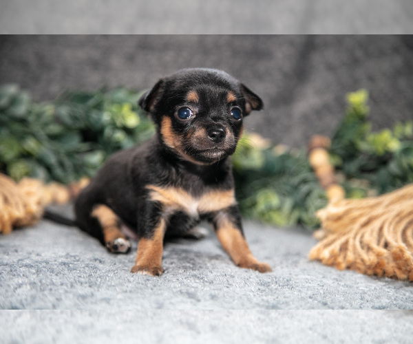 Medium Photo #2 Chihuahua Puppy For Sale in DELTA, PA, USA