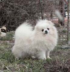 Mother of the Pomeranian puppies born on 11/24/2017