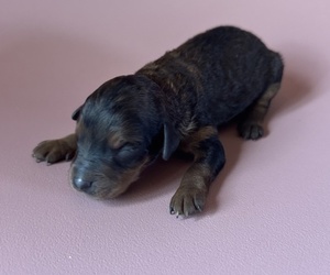 Goldendoodle (Miniature) Puppy for sale in LOWVILLE, NY, USA