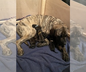 Mother of the Mastiff puppies born on 06/08/2023