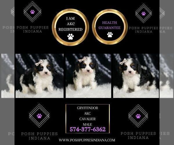 Medium Photo #2 Cavalier King Charles Spaniel Puppy For Sale in WARSAW, IN, USA