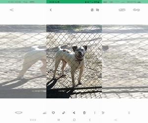 Father of the American Bulldog puppies born on 03/05/2025