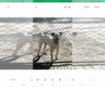 Small Photo #1 American Bulldog Puppy For Sale in ALBANY, GA, USA