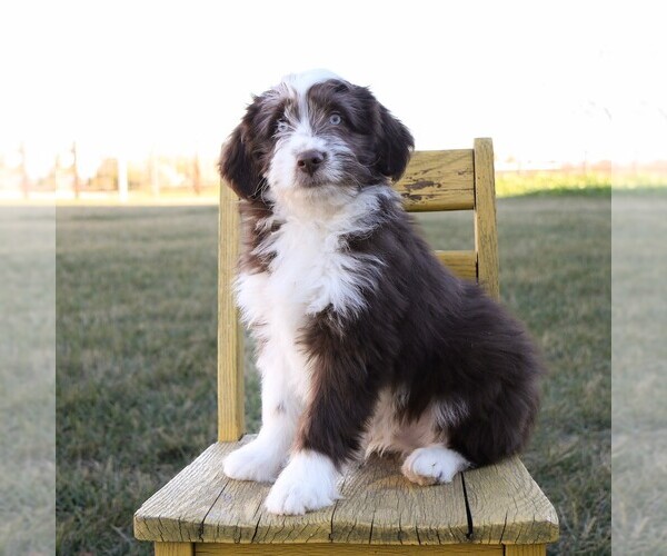 Medium Photo #3 Aussie-Poo Puppy For Sale in ARTHUR, IL, USA