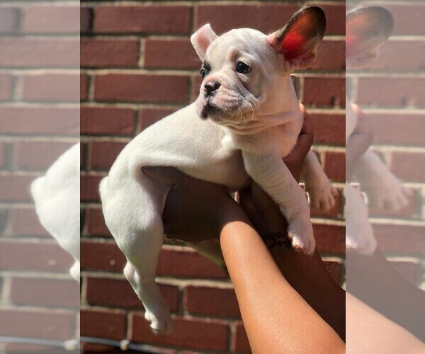 Medium Photo #7 French Bulldog Puppy For Sale in READING, PA, USA