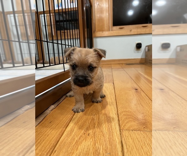 Medium Photo #1 Cairn Terrier Puppy For Sale in MADISON, NC, USA