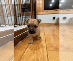 Small Photo #1 Cairn Terrier Puppy For Sale in MADISON, NC, USA