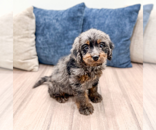 Medium Photo #1 Bernedoodle (Miniature) Puppy For Sale in DUNDEE, OH, USA
