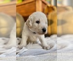 Small Photo #13 Labradoodle Puppy For Sale in TAHLEQUAH, OK, USA