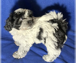 Puppy Jake Maltipoo