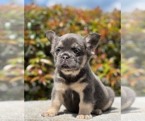 French Bulldog Puppy for sale in BAKERSFIELD, CA, USA