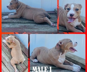 American Bully Puppy for sale in TRENTON, NJ, USA