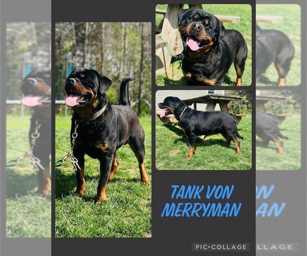 Medium Photo #1 Rottweiler Puppy For Sale in BOSTON, VA, USA