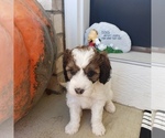 Small Photo #1 Bernedoodle (Miniature) Puppy For Sale in DANVILLE, IN, USA