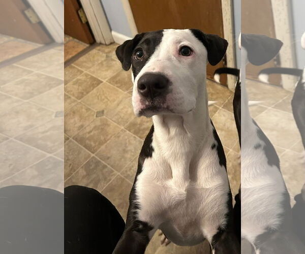 Medium Photo #5 American Pit Bull Terrier-Unknown Mix Puppy For Sale in Germantown, OH, USA