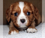Small #4 Cavalier King Charles Spaniel