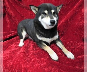 Father of the Shiba Inu puppies born on 01/07/2021
