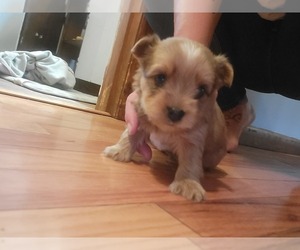 Yorkshire Terrier Puppy for sale in JOHNSON CITY, TN, USA
