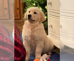 Small #4 English Cream Golden Retriever