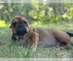 Image preview for Ad Listing. Nickname: Jazzy