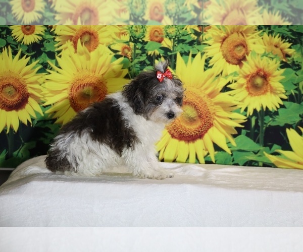 Medium Photo #25 Goldendoodle (Miniature) Puppy For Sale in DYERSBURG, TN, USA