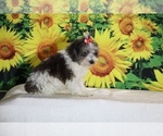 Birdie - Female Goldendoodle (Miniature) Puppy for Sale - Photo #25