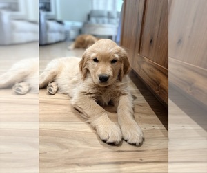 Golden Retriever Puppy for sale in COLORADO SPRINGS, CO, USA
