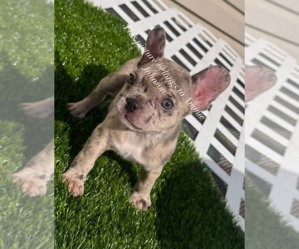 Medium Photo #11 French Bulldog Puppy For Sale in PRINCETON, WV, USA