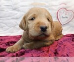 Puppy 7 Labradoodle