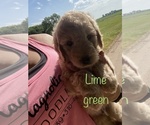 Puppy 1 Goldendoodle
