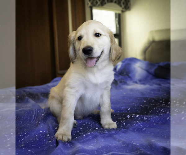 Medium Photo #1 Golden Retriever Puppy For Sale in ACTON, CA, USA
