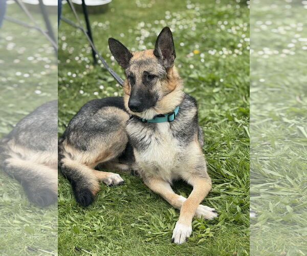Medium Photo #1 German Shepherd Dog Puppy For Sale in Seattle, WA, USA