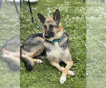 Small German Shepherd Dog