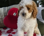 Puppy Leo Cockapoo