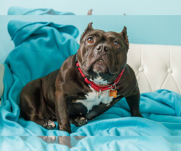 Medium Photo #7 Staffordshire Bull Terrier Puppy For Sale in Minneapolis, MN, USA