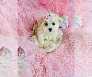 Havachon Puppy for sale in MIAMI, FL, USA