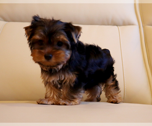 Medium Photo #4 Yorkshire Terrier Puppy For Sale in LOS ANGELES, CA, USA