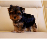 Small #3 Yorkshire Terrier