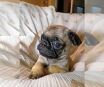 Small Photo #11 Pug Puppy For Sale in SAINT PAUL, MN, USA