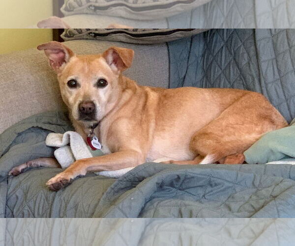 Medium Photo #1 Mutt Puppy For Sale in Minneapolis, MN, USA