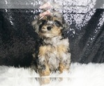 Puppy Goddess F1 YorkiePoo