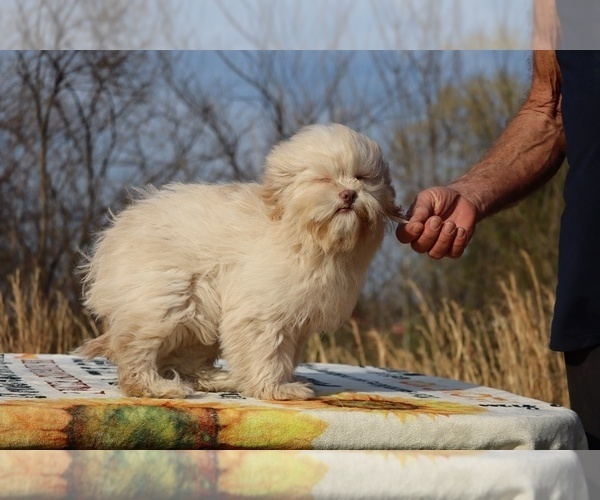 Medium Photo #25 ShihPoo Puppy For Sale in DYERSBURG, TN, USA