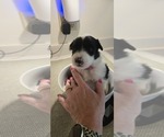 Small Photo #44 English Shepherd Puppy For Sale in NEW CASTLE, IN, USA