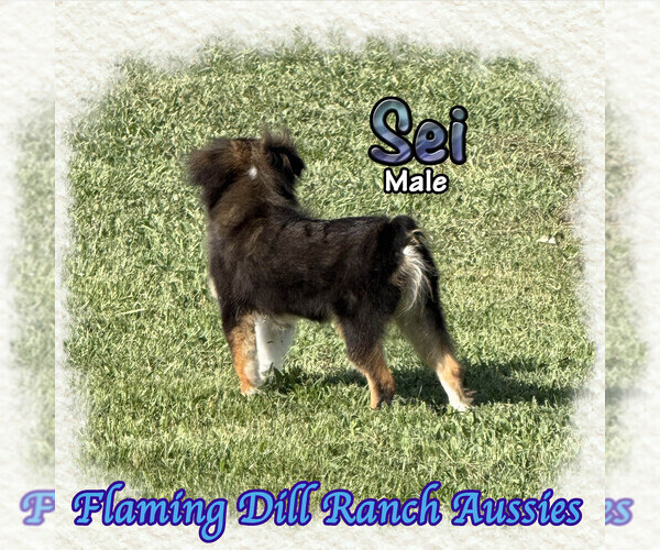 Medium Photo #1 Miniature Australian Shepherd Puppy For Sale in FORESTBURG, TX, USA