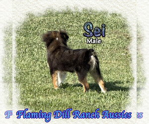 Miniature Australian Shepherd Puppy for sale in FORESTBURG, TX, USA