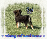 Small Miniature Australian Shepherd