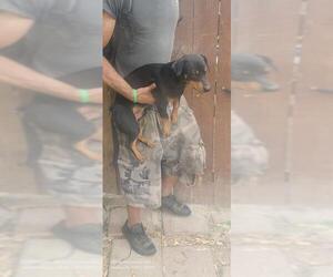 Mutt Dogs for adoption in San Antonio, TX, USA