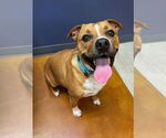 Small #2 American Pit Bull Terrier Mix