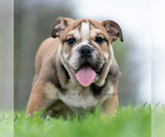 Small #10 Bulldog